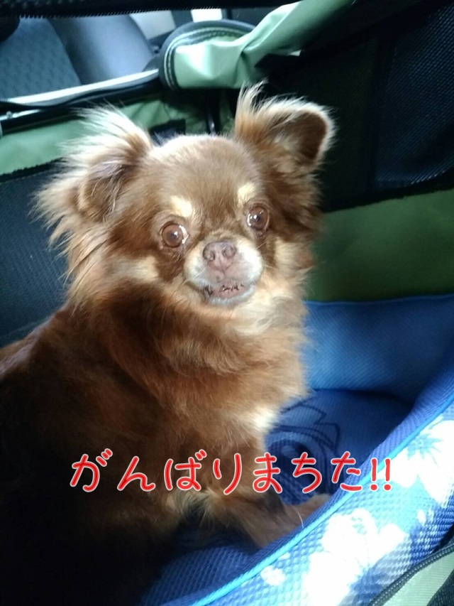 チワワ びーな 避妊手術が無事に済みました 岡山 保護犬日記